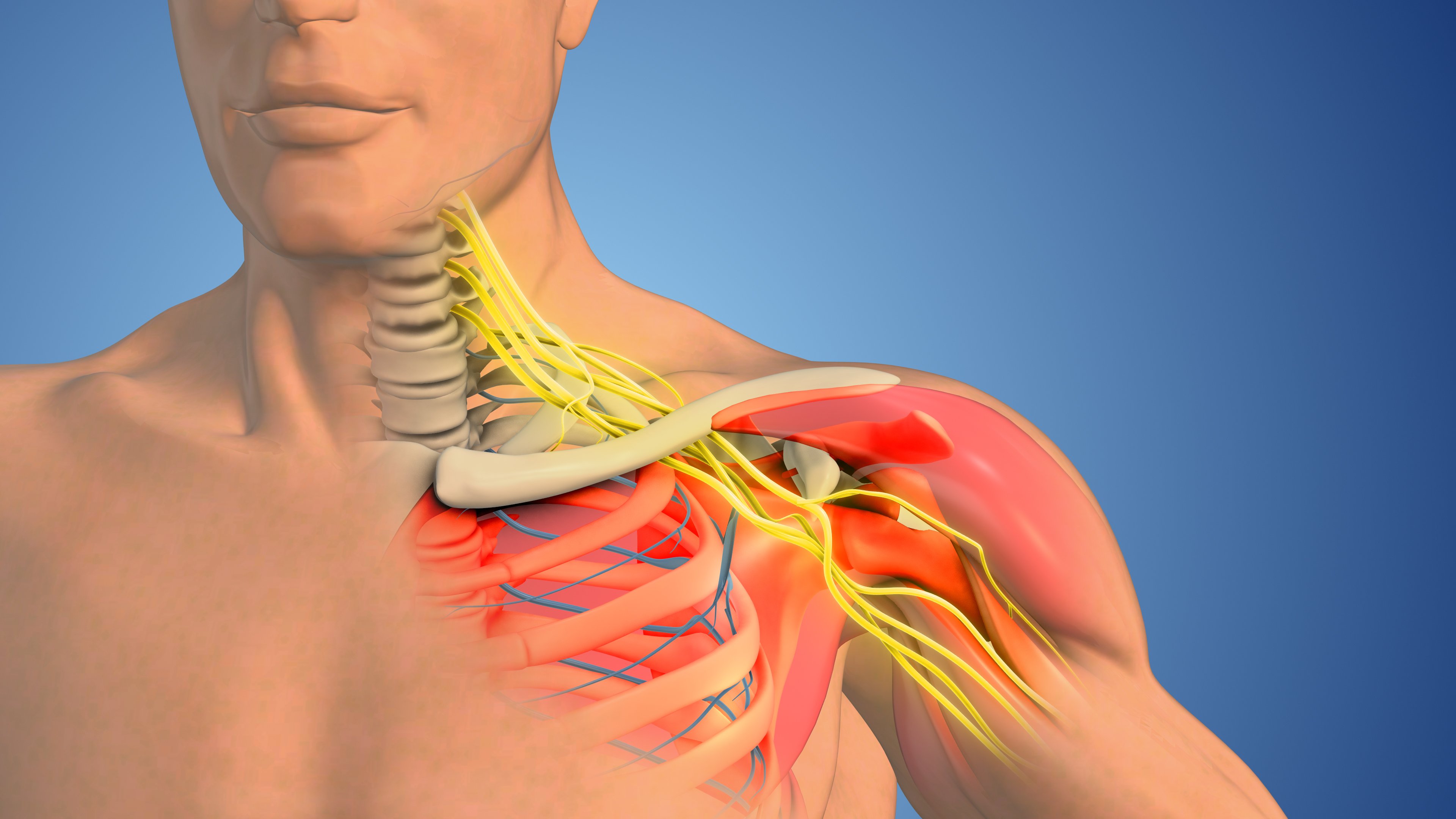 The brachial plexus is made up of nerves from the lower cervical nerves C5-C8 and the first thoracic nerve. It supplies nerve fibers to the following areas: Chest, Shoulder, Arm, Forearm, Hand. The brachial plexus begins at the neck and crosses the upper chest to the armpit. Injuries to this network of nerves can occur when the arm is forcibly pulled or stretched.